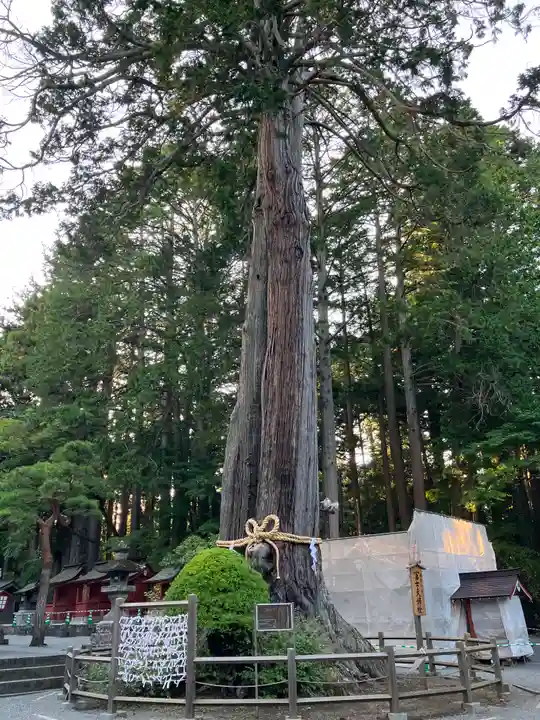 北口本宮冨士浅間神社の自然