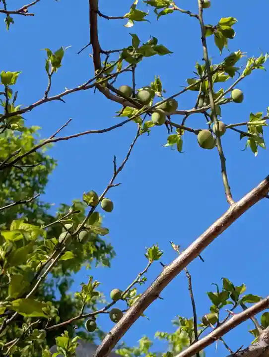 白幡八幡神社(神奈川県)