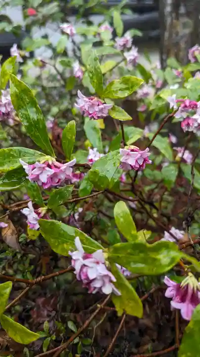 十輪寺(京都府)
