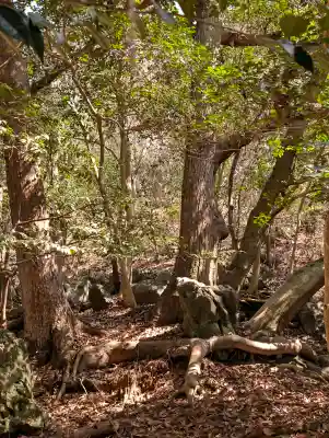出雲大神宮の{uncategorized: "未分類", other: "その他", undefined: "問題あり", building: "その他建物", grave: "お墓", sacred_gate: "鳥居", guardian: "狛犬", statue: "像", buddha: "仏像", history: "歴史", nature: "自然", garden: "庭園", animal: "動物", pagoda: "塔", temizu: "手水舎", mountain_gate: "山門・神門", sanctuary: "本殿・本堂", subordinate: "末社・摂社", art: "芸術", scenery: "景色", jizo: "地蔵", ema: "絵馬", goshuin: "御朱印", omikuji: "おみくじ", items: "授与品その他", amulet: "お守り", goshuincho: "御朱印帳", eats: "食事", festival: "お祭り", votive_dance: "神楽", shichigosan: "七五三参", wedding: "結婚式", experience: "体験その他", initially: "初詣", around: "周辺", anti_infection: "感染症対策"}