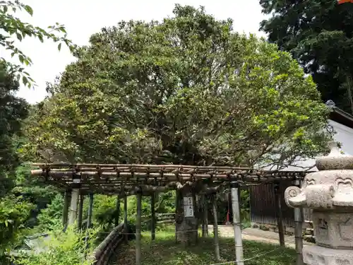宝厳寺の自然