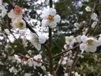 藤島神社(贈正一位新田義貞公之大宮)(福井県)