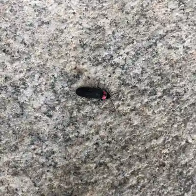 公智神社(兵庫県)