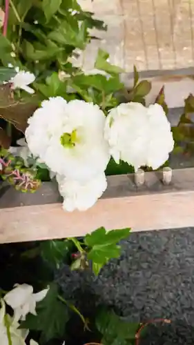 彌彦神社　(伊夜日子神社)(北海道)