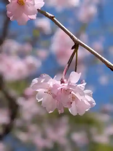 鳩森八幡神社(東京都)
