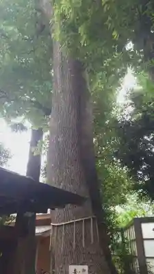 鳩ヶ谷氷川神社(埼玉県)