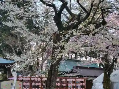 駒形神社の{uncategorized: "未分類", other: "その他", undefined: "問題あり", building: "その他建物", grave: "お墓", sacred_gate: "鳥居", guardian: "狛犬", statue: "像", buddha: "仏像", history: "歴史", nature: "自然", garden: "庭園", animal: "動物", pagoda: "塔", temizu: "手水舎", mountain_gate: "山門・神門", sanctuary: "本殿・本堂", subordinate: "末社・摂社", art: "芸術", scenery: "景色", jizo: "地蔵", ema: "絵馬", goshuin: "御朱印", omikuji: "おみくじ", items: "授与品その他", amulet: "お守り", goshuincho: "御朱印帳", eats: "食事", festival: "お祭り", votive_dance: "神楽", shichigosan: "七五三参", wedding: "結婚式", experience: "体験その他", initially: "初詣", around: "周辺", anti_infection: "感染症対策"}