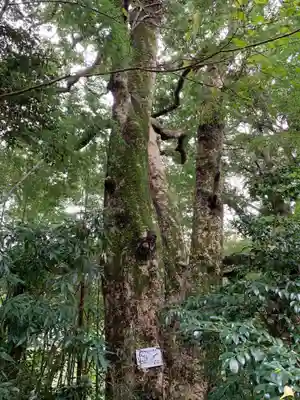熊野神社の自然