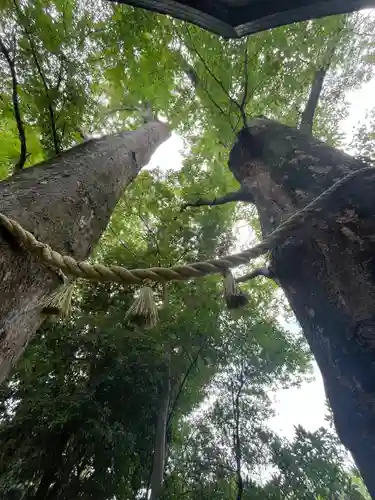 川越氷川神社(埼玉県)