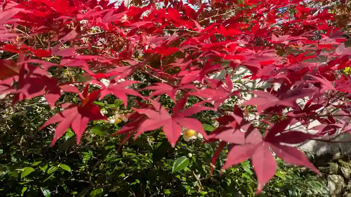 勝持寺(花の寺)(京都府)