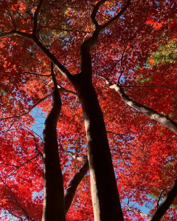 滑川神社 - 仕事と子どもの守り神の自然