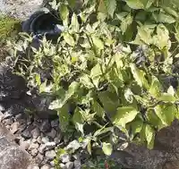 西方山極楽寺の自然