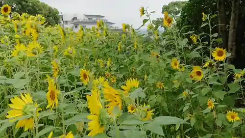 枚岡神社の自然