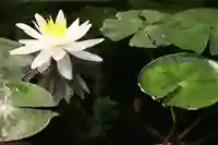 くまくま神社(導きの社 熊野町熊野神社)の自然