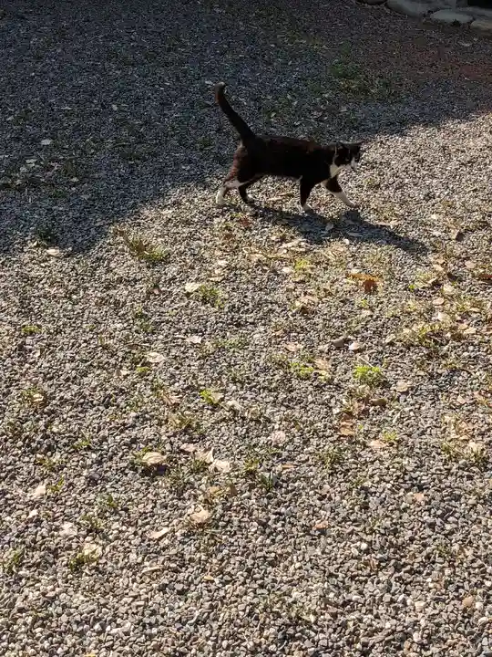 八幡社(柏井町)の動物