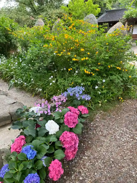 般若寺 ❁コスモス寺❁の自然
