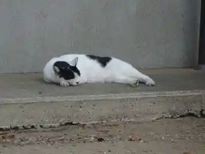 鎌数伊勢大神宮の動物