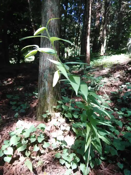 鹿島大神宮の自然