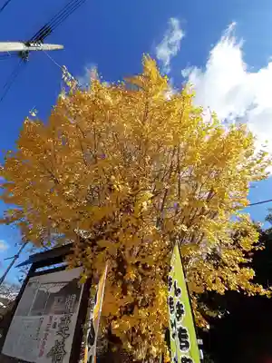朝護孫子寺(奈良県)