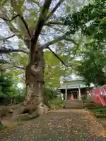 愛宕神社の自然