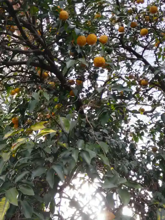 金乗院放光寺の庭園