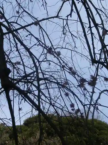 荏柄天神社の自然