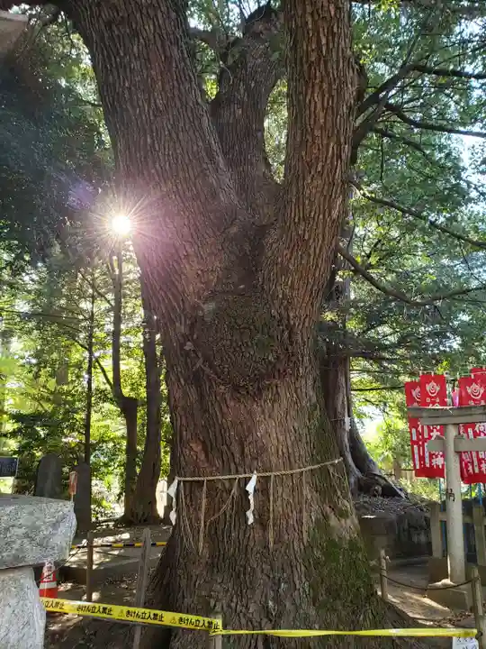 諏訪神社の自然