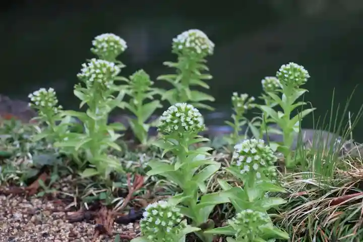 神炊館神社 ⁂奥州須賀川総鎮守⁂の自然