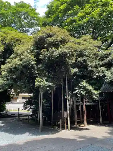 金王八幡宮の自然