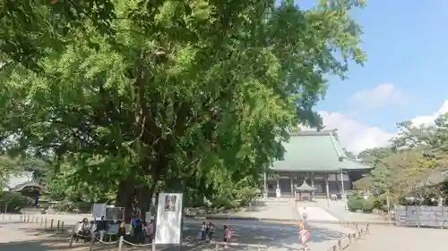 時宗総本山 遊行寺（正式：清浄光寺）の自然