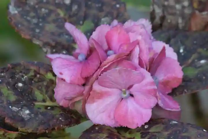 国宝 大法寺(長野県)