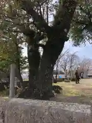 熊野神社の自然