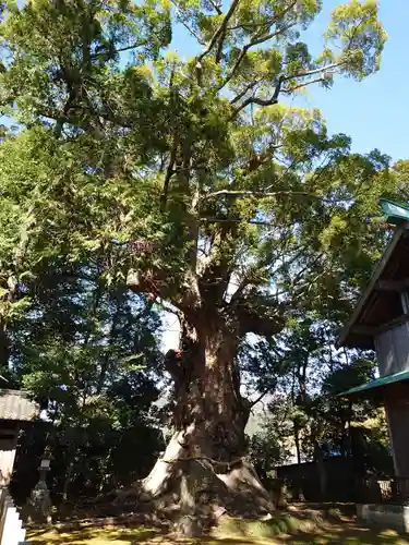 川津来宮神社の自然