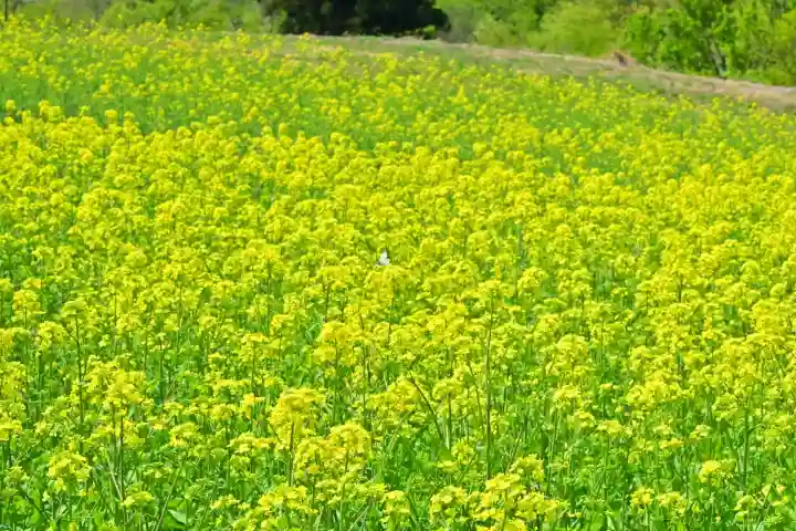 沢山神社(澤山神社)(新潟県)