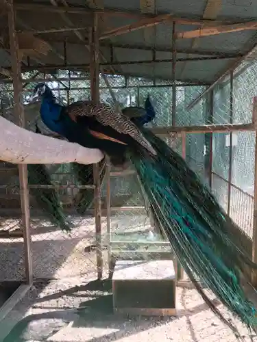 岩槻久伊豆神社の動物