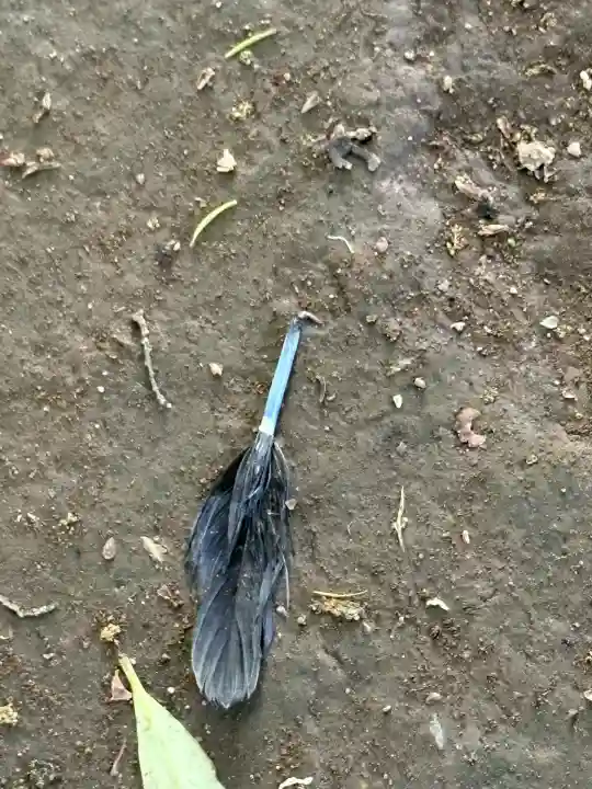 雀神社(茨城県)
