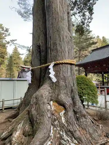 北口本宮冨士浅間神社の自然