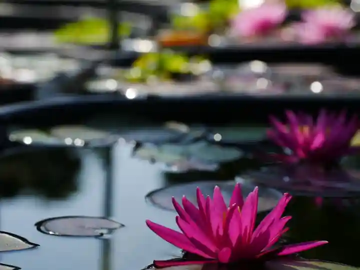極楽山 浄土寺の自然