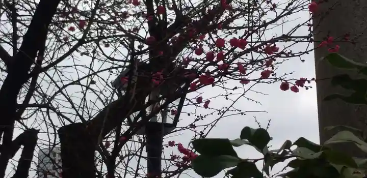 五條天神社の自然