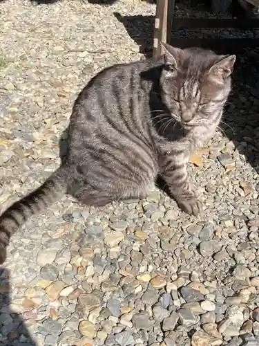 梅宮大社の動物