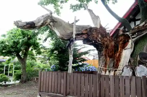 一本栗地主神社の自然