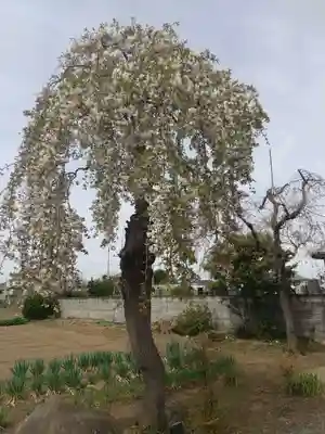 西福寺(埼玉県)