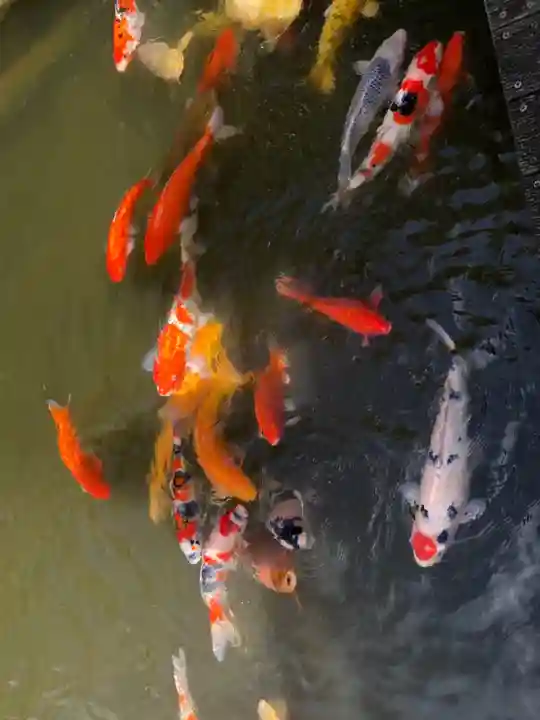 東郷神社の動物