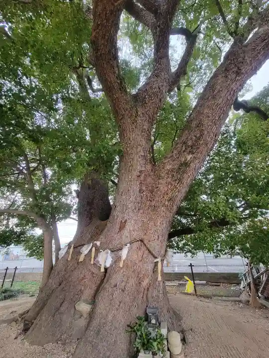 加多寺跡(愛媛県)