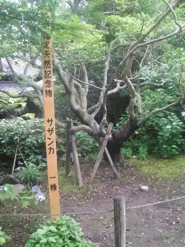 安國論寺（安国論寺）の自然