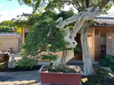 芳春院(京都府)