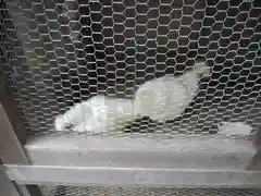 櫻木神社の動物