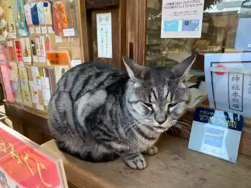 梅宮大社の動物