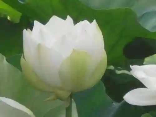 鶴岡八幡宮の自然