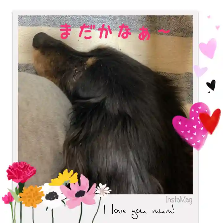 寒川神社の動物